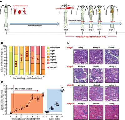 Transcriptomic analysis reveals yolk accumulation mechanism from the hepatopancreas to ovary in the pacific white shrimp Litopenaeus vannamei